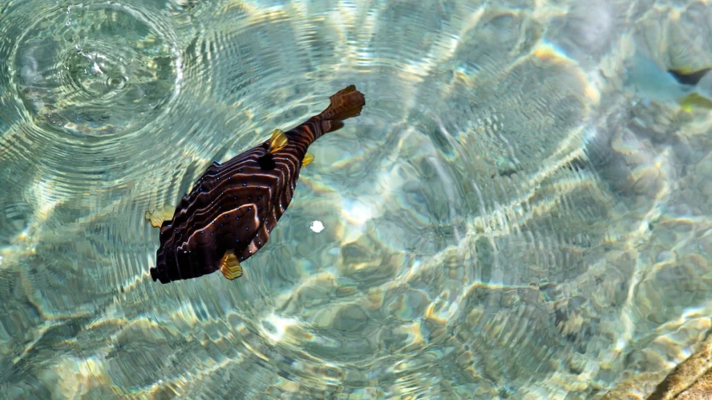 الفندق دانا بيتش ريزورت - الغردقة